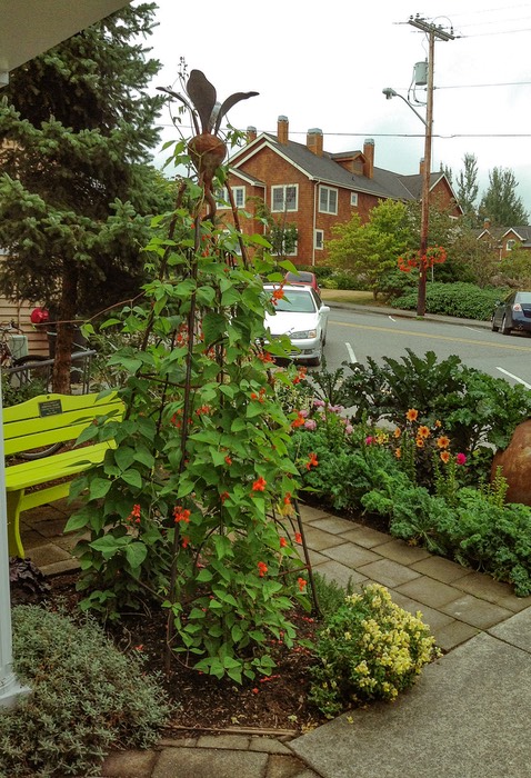 Langley Town Hall Radish